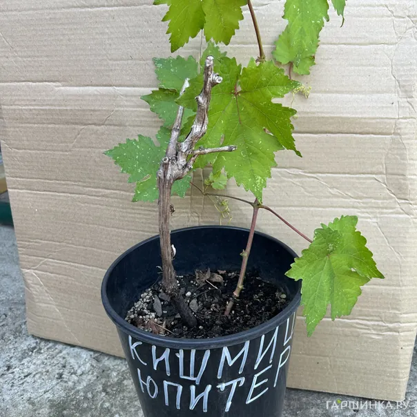 превью изображения отзыва