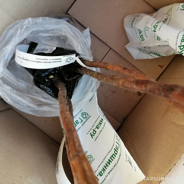 превью изображения отзыва