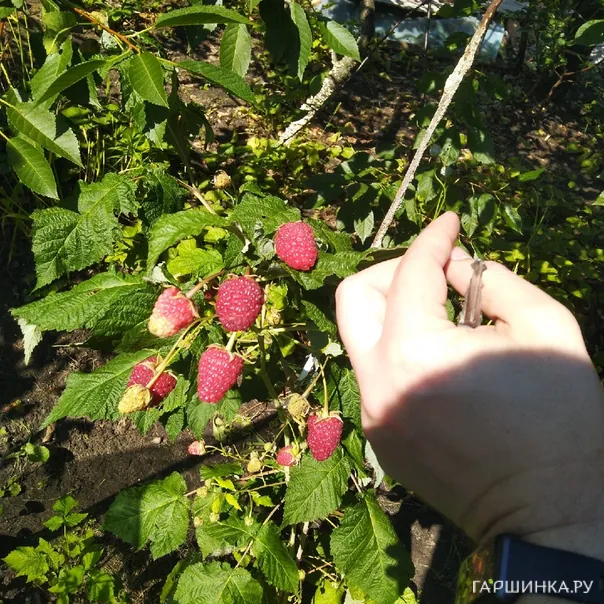 превью изображения отзыва