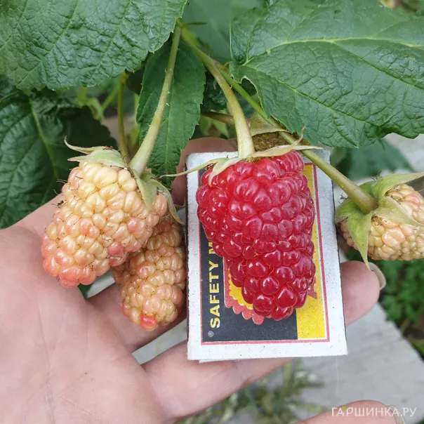 превью изображения отзыва