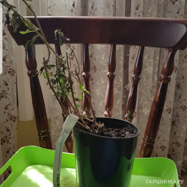 превью изображения отзыва