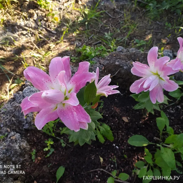 превью изображения отзыва