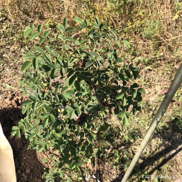 превью изображения отзыва