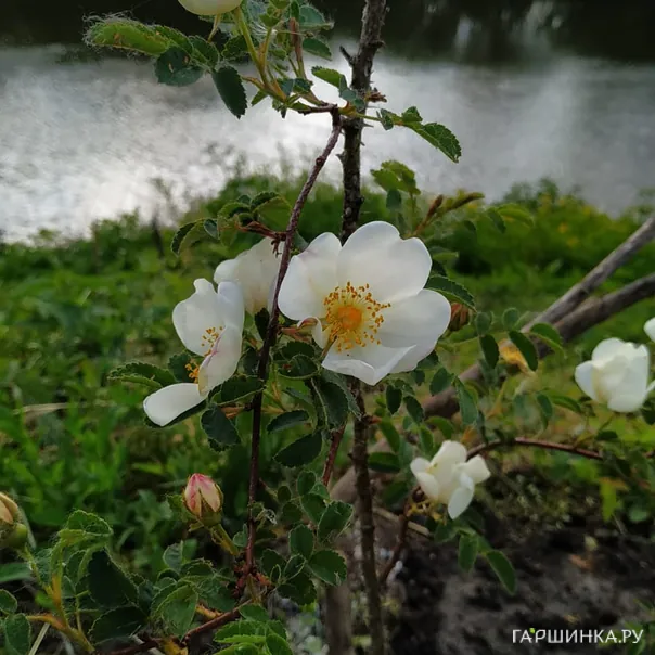 превью изображения отзыва