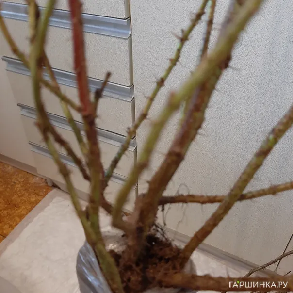 превью изображения отзыва