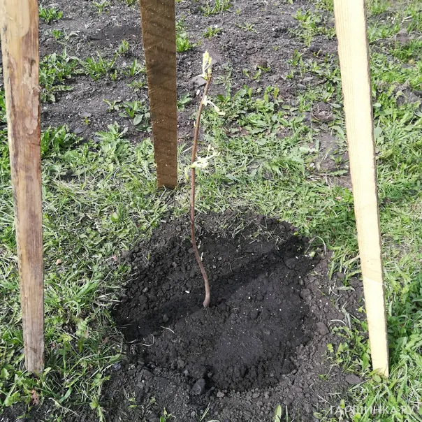 превью изображения отзыва