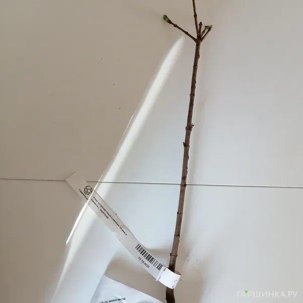 превью изображения отзыва