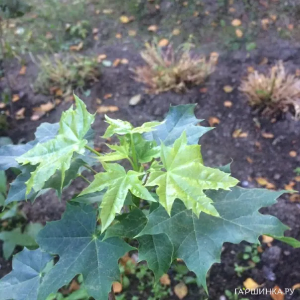 превью изображения отзыва