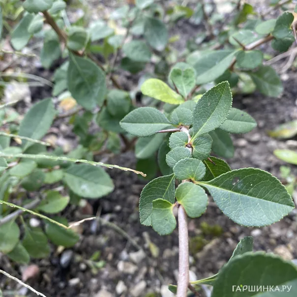 превью изображения отзыва