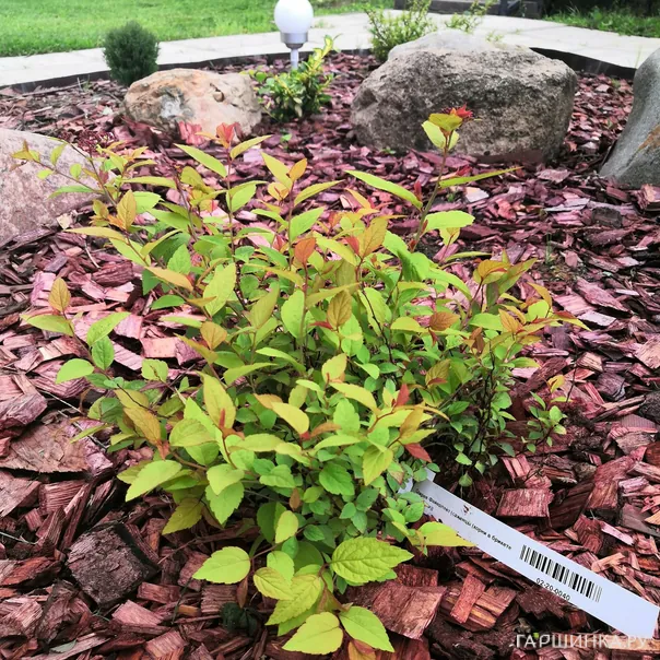 превью изображения отзыва