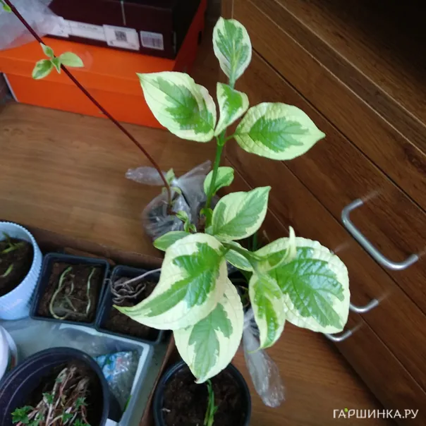 превью изображения отзыва