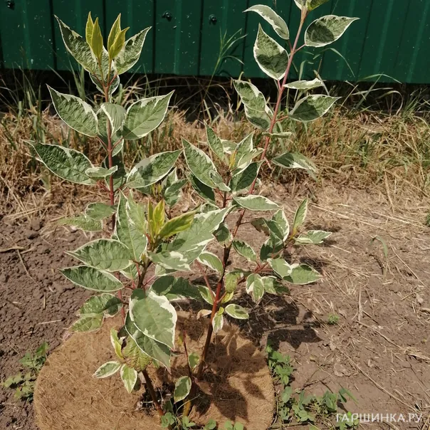 превью изображения отзыва