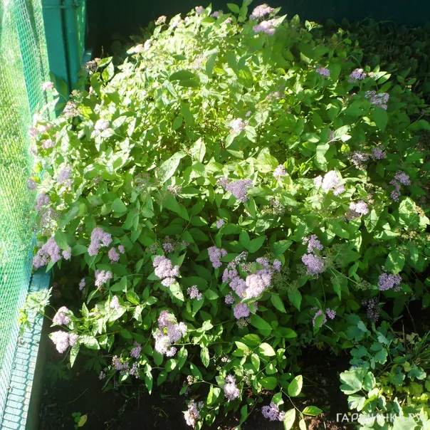 превью изображения отзыва