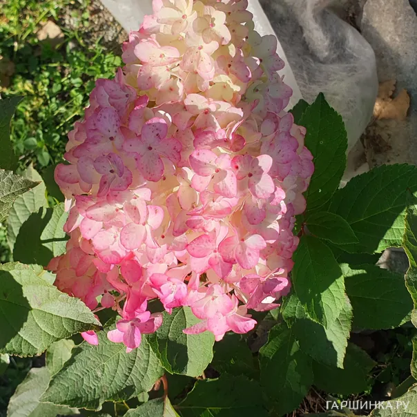 превью изображения отзыва