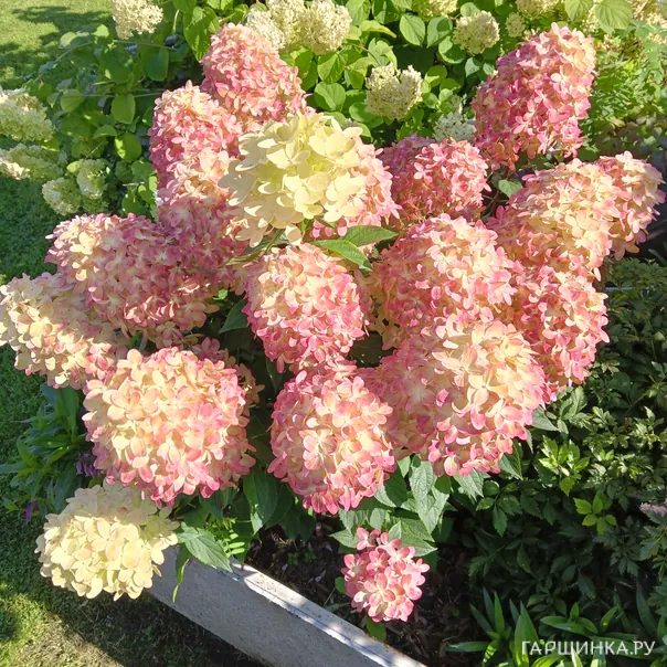 превью изображения отзыва