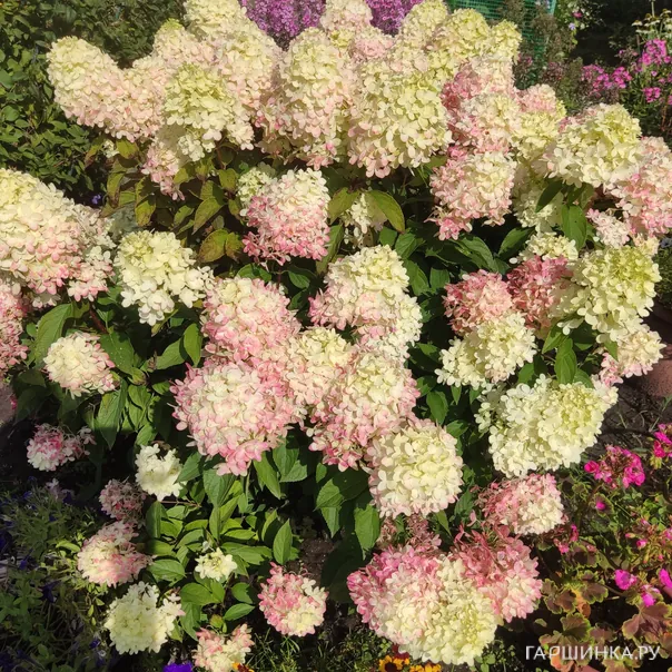 превью изображения отзыва