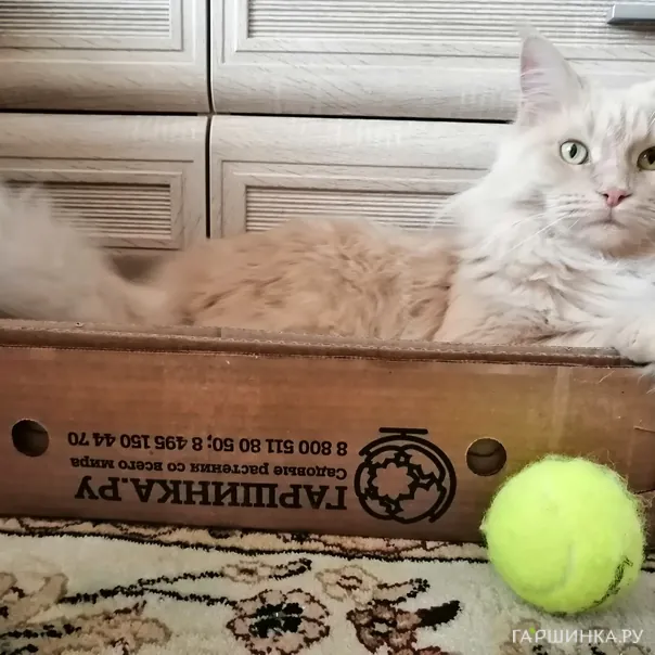 превью изображения отзыва