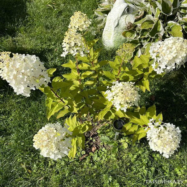 превью изображения отзыва