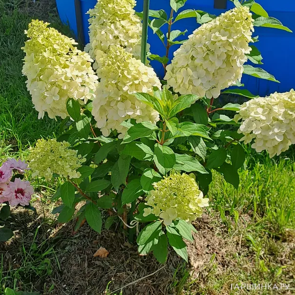 превью изображения отзыва