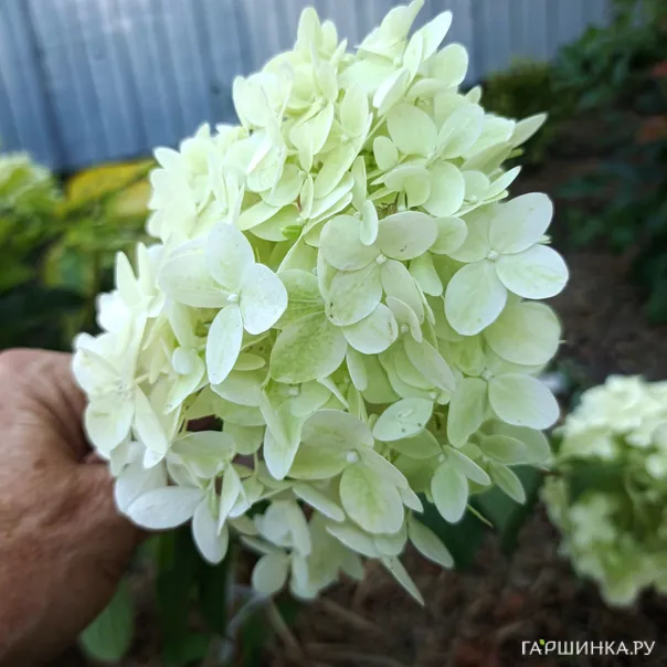 превью изображения отзыва