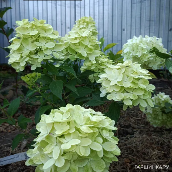 превью изображения отзыва