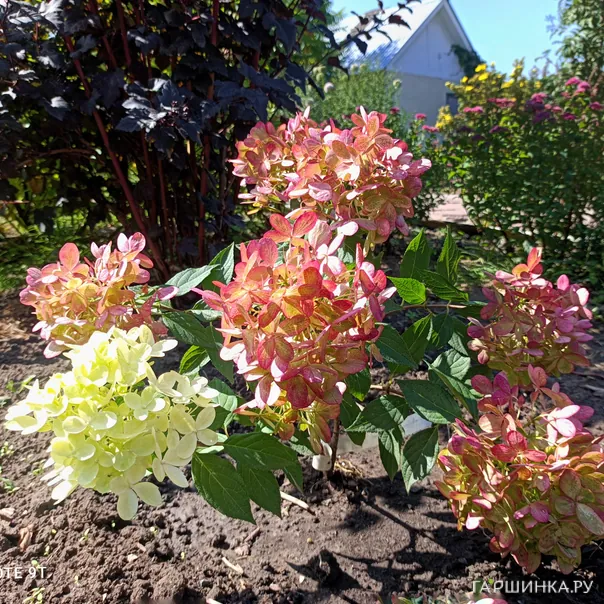 превью изображения отзыва