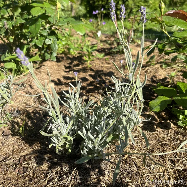 превью изображения отзыва