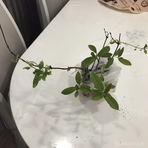 превью изображения отзыва