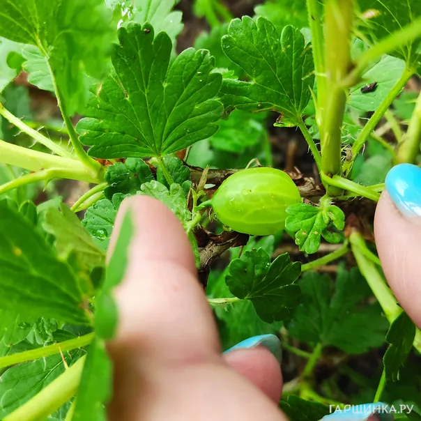 превью изображения отзыва