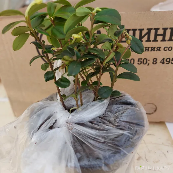 превью изображения отзыва