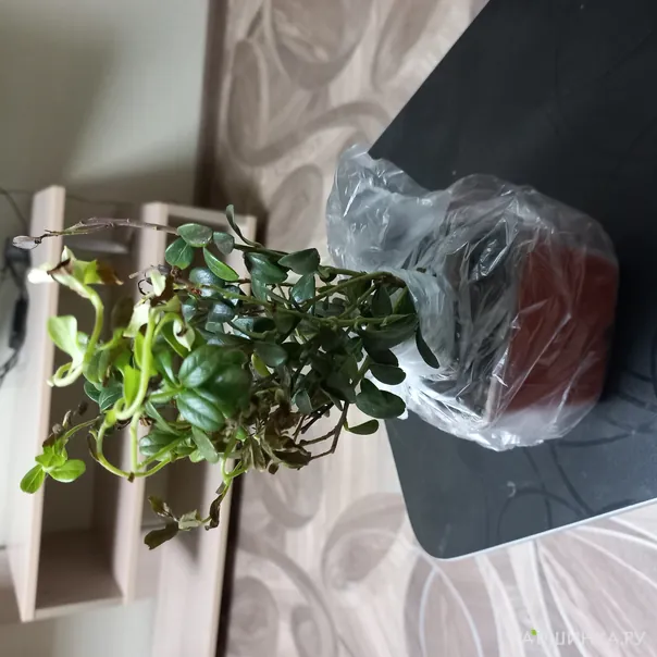 превью изображения отзыва