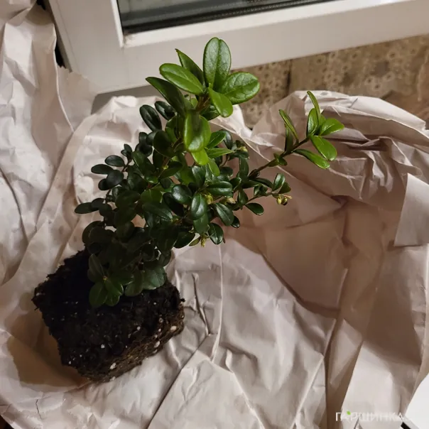 превью изображения отзыва