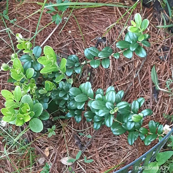 превью изображения отзыва