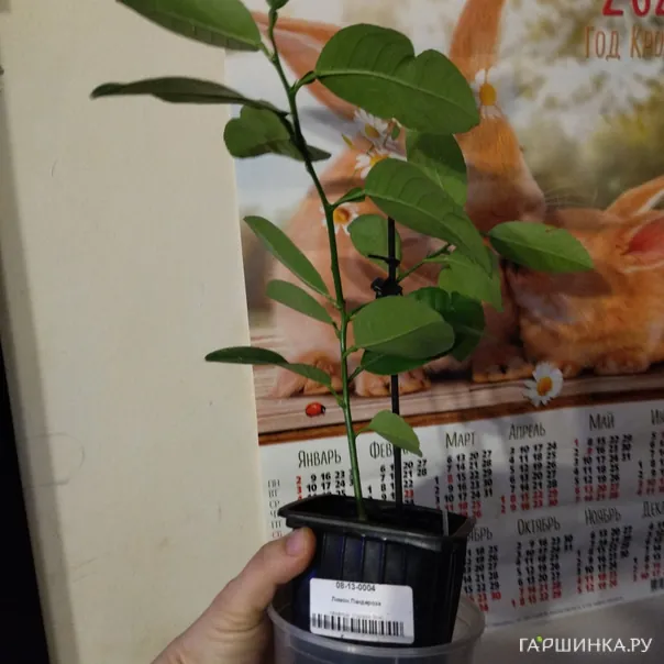 превью изображения отзыва