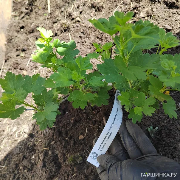 превью изображения отзыва