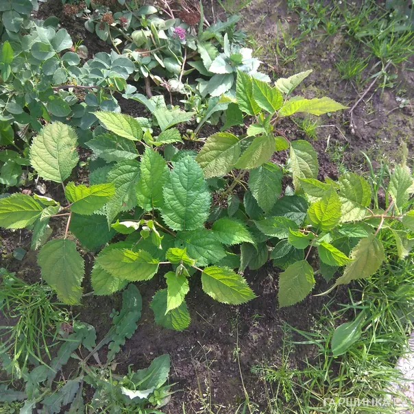 превью изображения отзыва