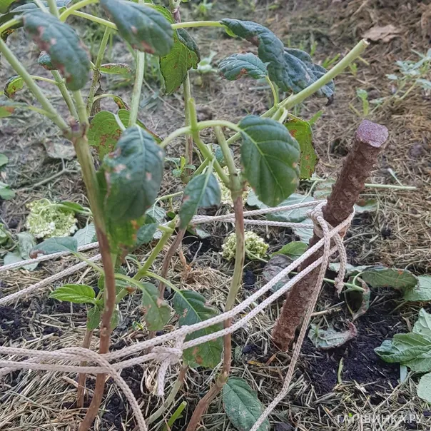 превью изображения отзыва