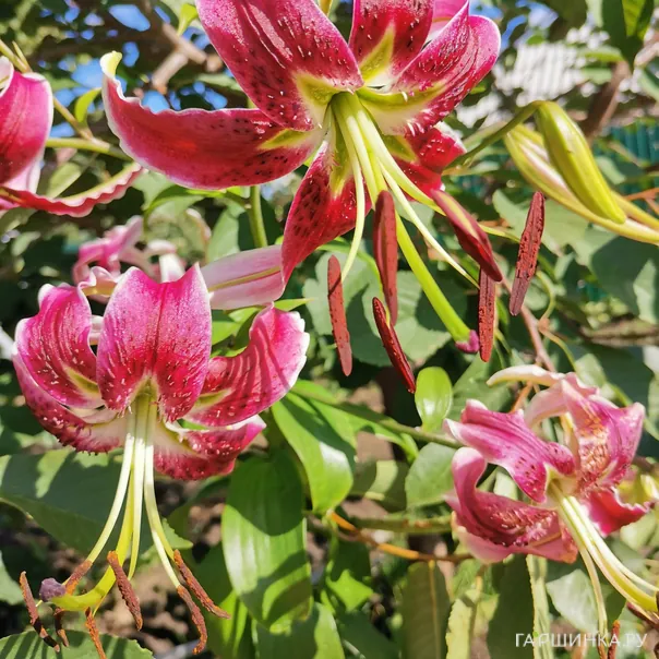 превью изображения отзыва