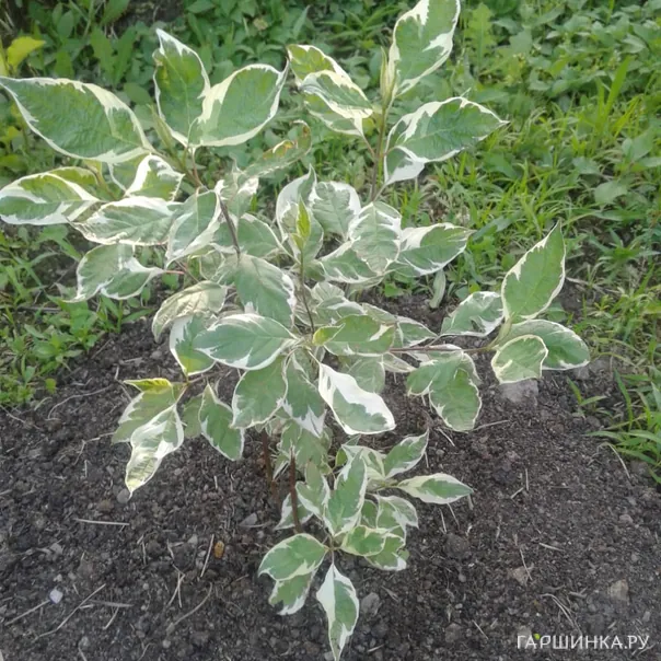 превью изображения отзыва