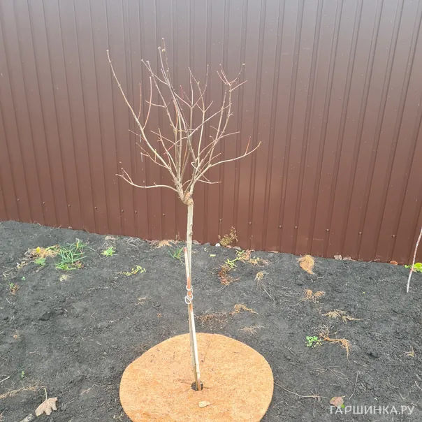 превью изображения отзыва