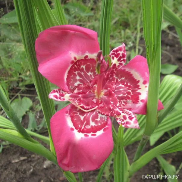 превью изображения отзыва