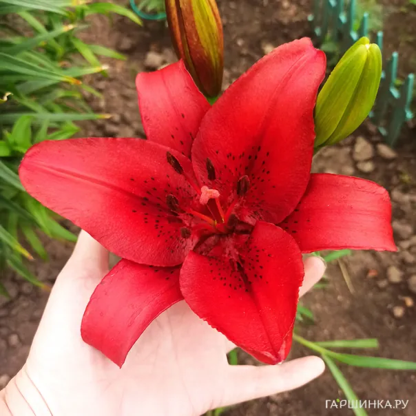 превью изображения отзыва