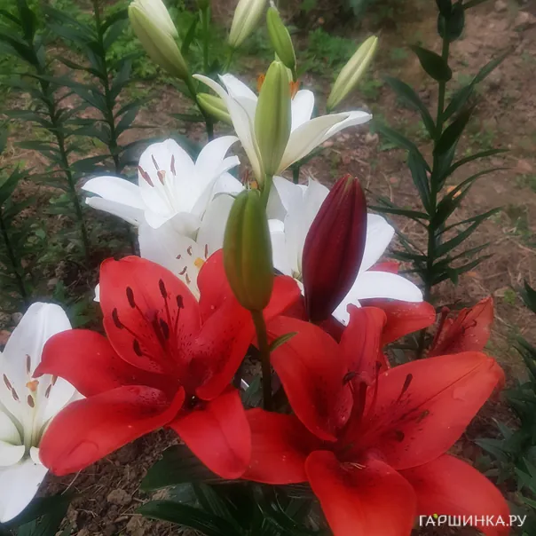 превью изображения отзыва