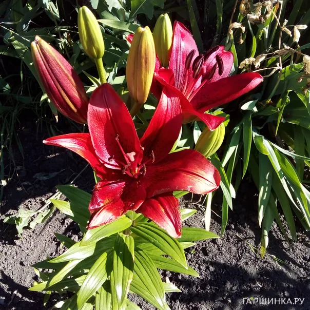 превью изображения отзыва