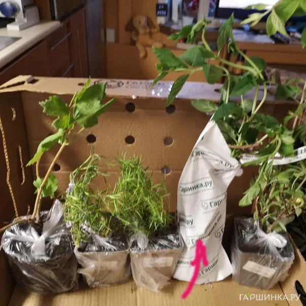 превью изображения отзыва