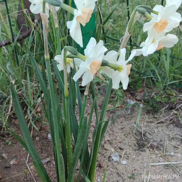 превью изображения отзыва