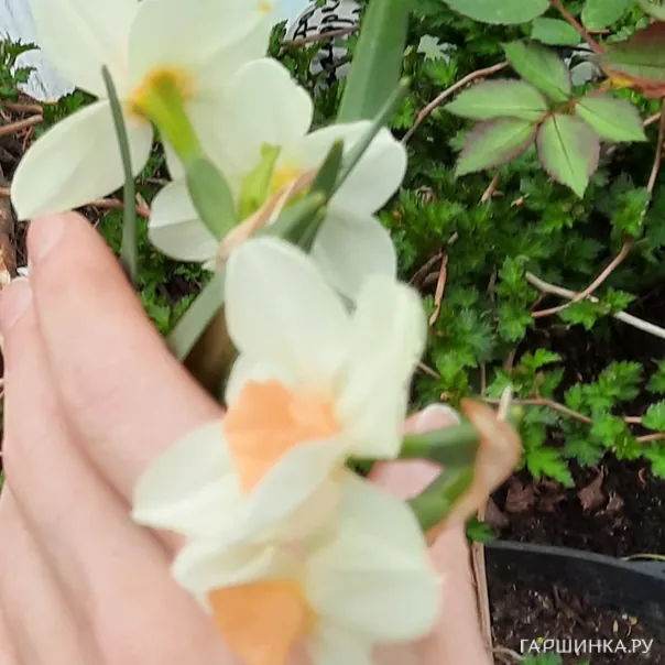 превью изображения отзыва