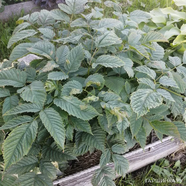 превью изображения отзыва