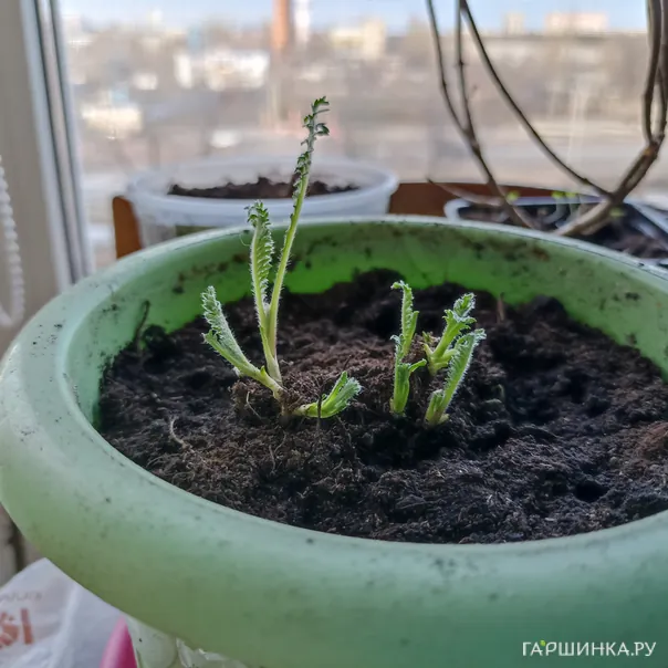 превью изображения отзыва