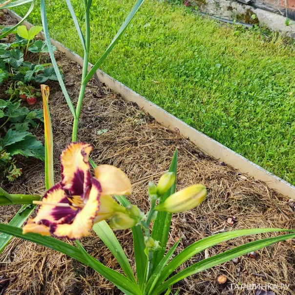 превью изображения отзыва